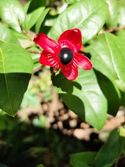 Ochna serrulata