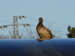 Anas platyrhynchos