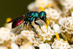 Hedychrum gerstaeckeri