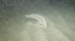 Umbrina cirrosa