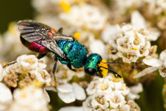 Hedychrum gerstaeckeri