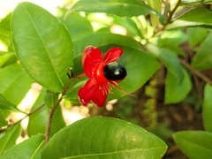 Ochna serrulata