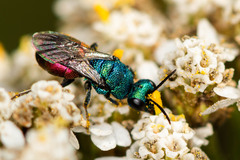Hedychrum gerstaeckeri