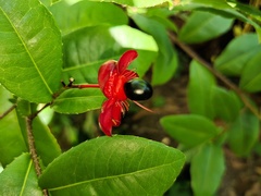 Ochna serrulata
