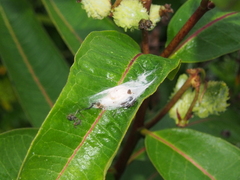 Araneus thaddeus