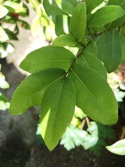 Ochna serrulata