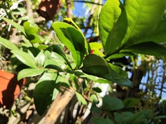 Ochna serrulata