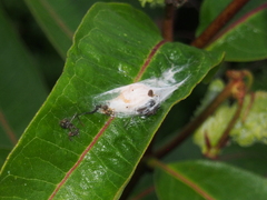 Araneus thaddeus