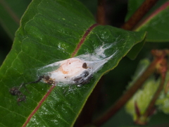 Araneus thaddeus