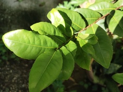 Ochna serrulata