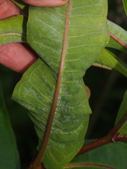 Araneus thaddeus