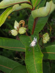 Araneus thaddeus