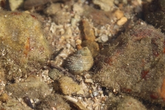 Monodonta labio