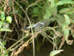 Orthetrum albistylum speciosum