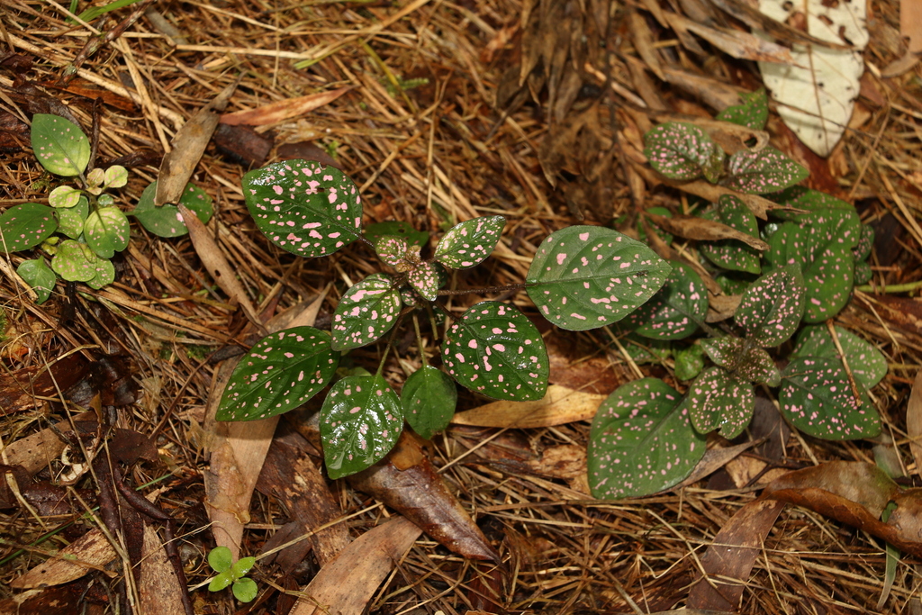 Polka Dot Plant from Guanaba-Springbrook, Queensland, Australia on ...