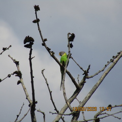 Psittacula cyanocephala