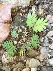 Mimosa pudica