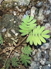 Mimosa pudica