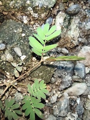 Mimosa pudica