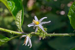 Solanum volubile