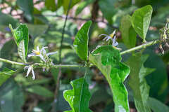 Solanum volubile