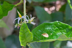 Solanum volubile