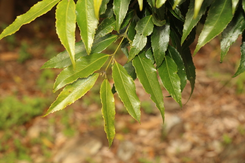 Daphnandra apatela (Daphnandra apatela)