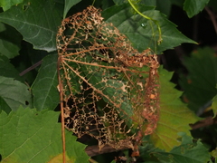 Popillia japonica