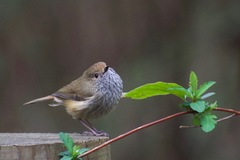 Brown Thornbill photo 5
