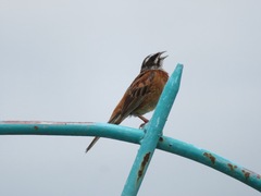 Emberiza cioides