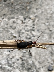 Galerita orientalis