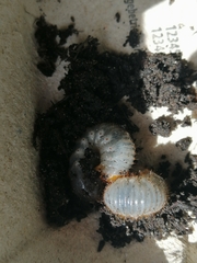 Scarabaeidae