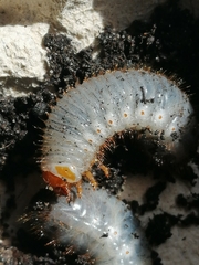 Scarabaeidae