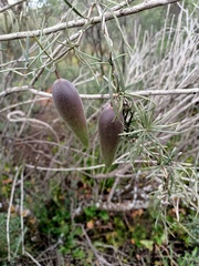 Leichhardtia australis
