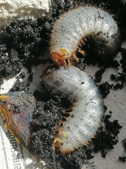 Scarabaeidae