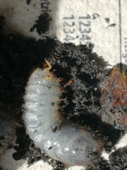 Scarabaeidae