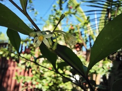 Solanum diphyllum