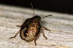 Peribalus strictus vernalis