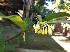 Solanum diphyllum