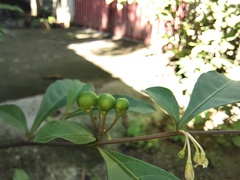 Solanum diphyllum