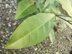 Solanum diphyllum