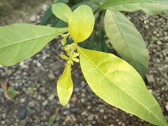 Solanum diphyllum