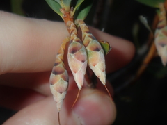 Conostephium pendulum