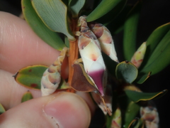 Conostephium pendulum