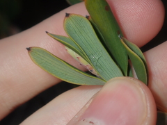 Conostephium pendulum