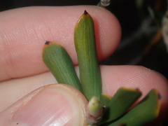 Conostephium pendulum