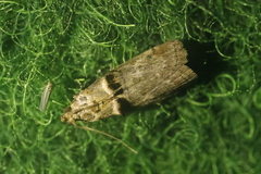 Trachonitis cristella