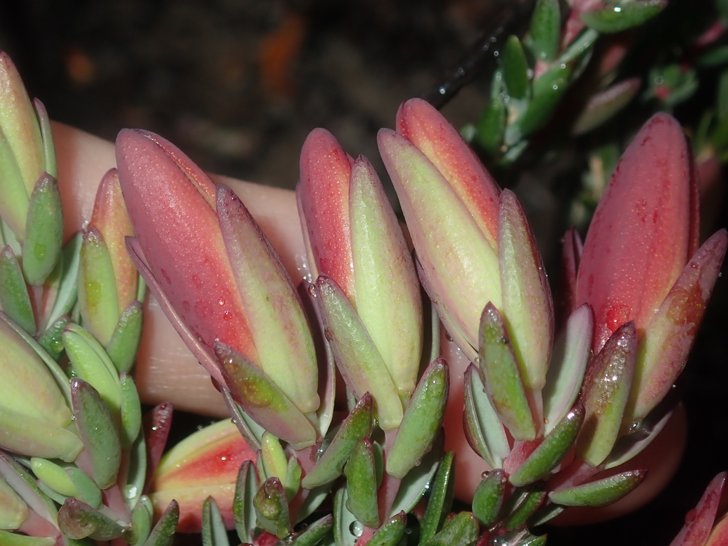 Darwinia speciosa