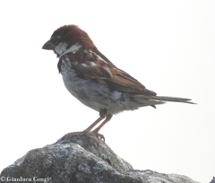 Passer hispaniolensis