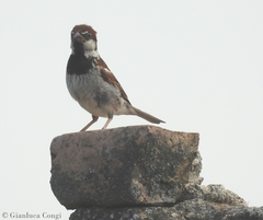 Passer hispaniolensis
